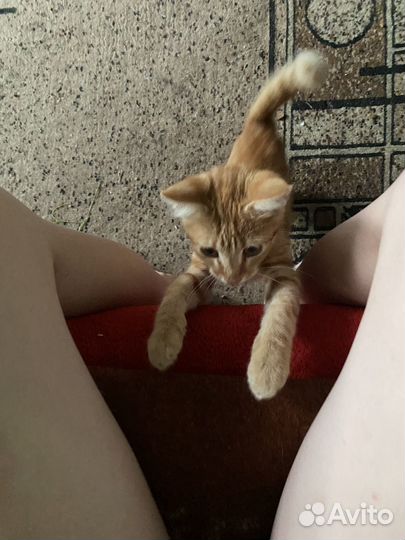Отдам котенка