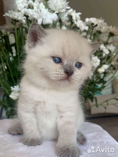 Кошки шотландцы