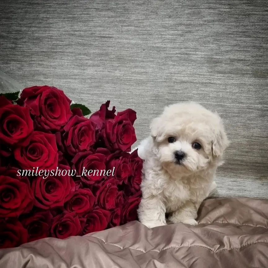 Maltipoo F1 мини мальчик