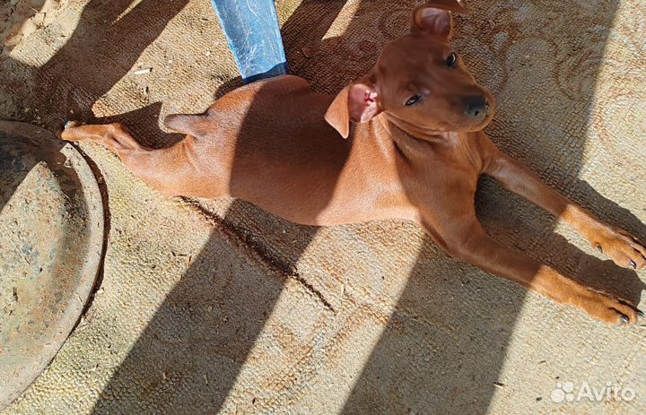 Щенки цвергпинчера