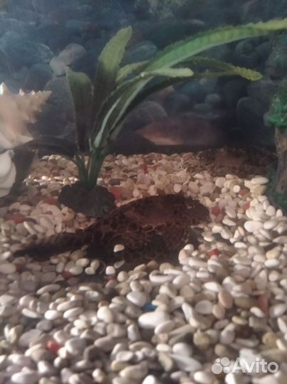 Птеригоплихт (Парчовый сом) – гигантский сом