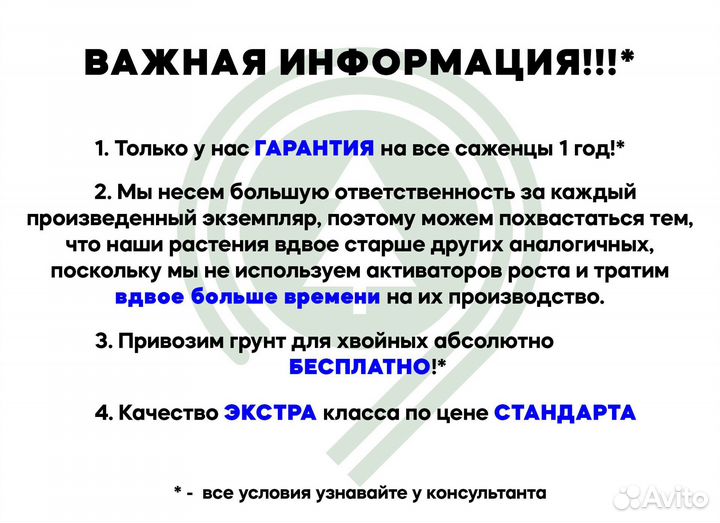 Ель для дачи из своего питомника. Предзаказ