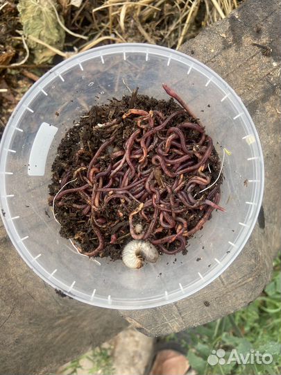 Черви навозные