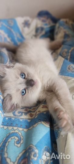 Тайская кошечка