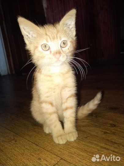 Рыжий котенок