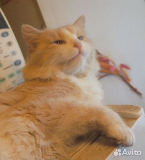 Котик ищет дом