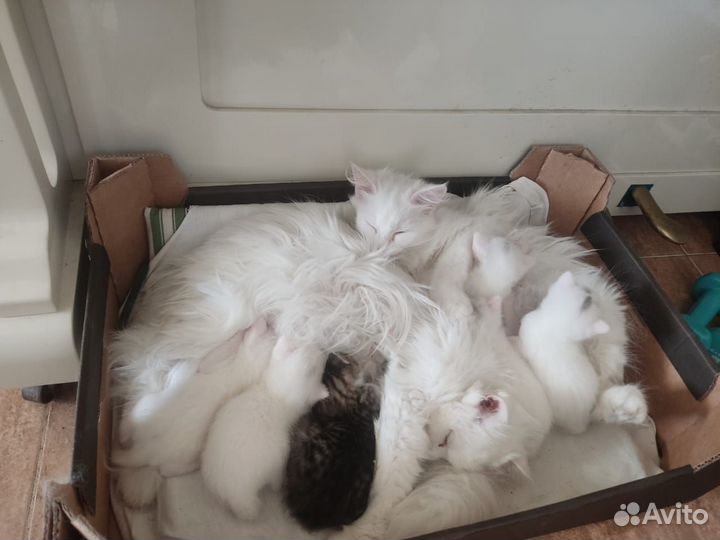 Отдаем котят