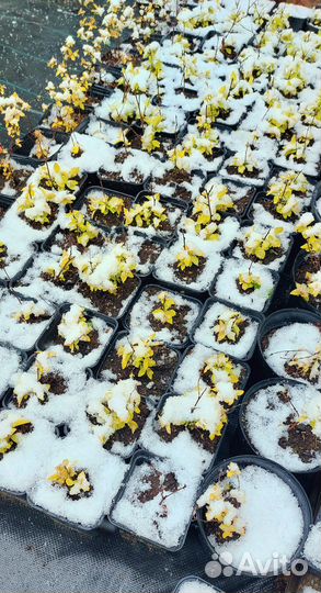 Саженцы спиреи японской Голден Принцесс