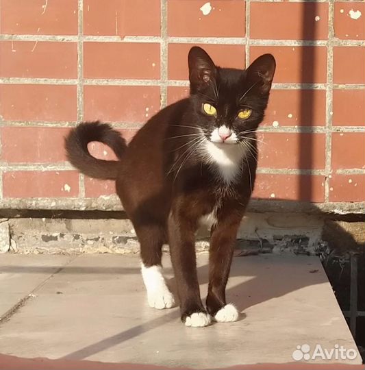 Домашняя кошка погибнет на улице