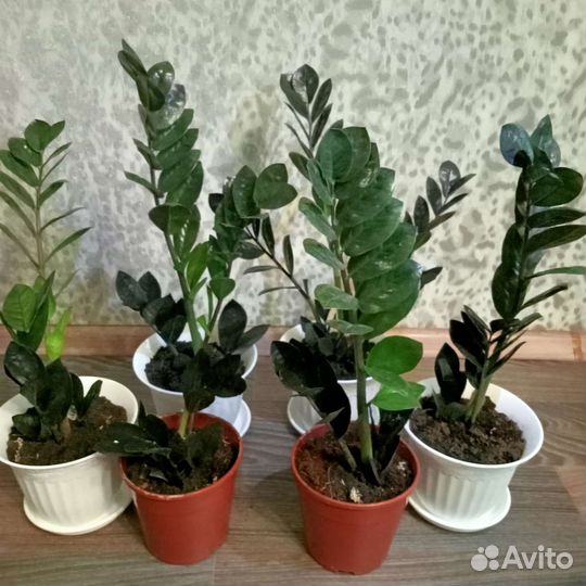 Замиокулькасы черный Raven и зелёный