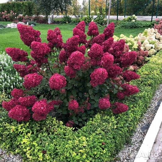 Гортензия древовидная анабель