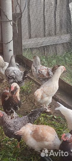 Молодые петухи и куры