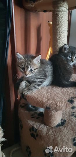 Кошки в добрые руки