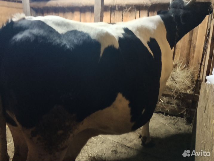 Корова глубоко стельная
