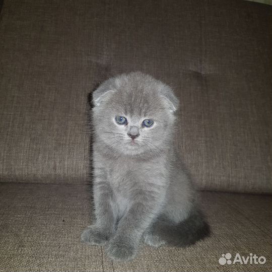 Британка вислоухая