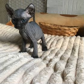 Котята сфинкс эльф Воронеж