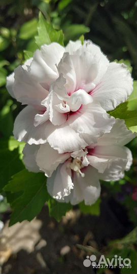 Гибискус махровый белый