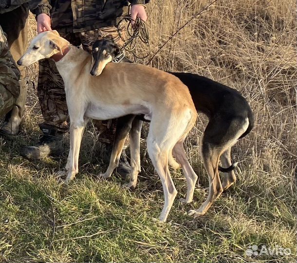 Щенки Хортой борзой
