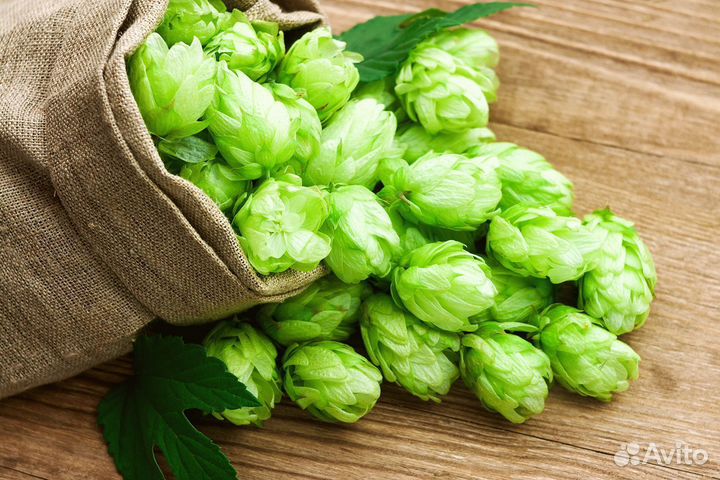 Хмель Beervingem 