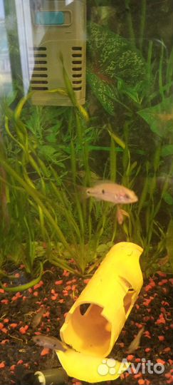 Продам рыбок