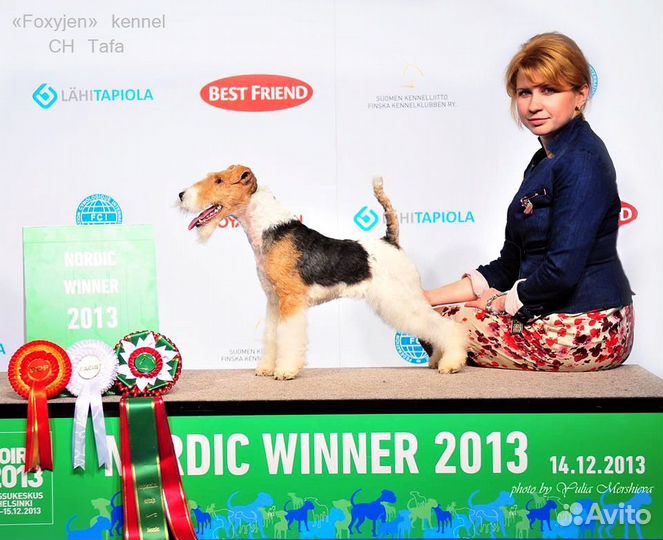 Честный тримминг, породный стриппинг, пэт-стрижки