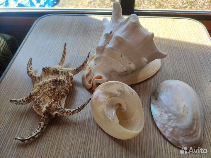 Морские раковины