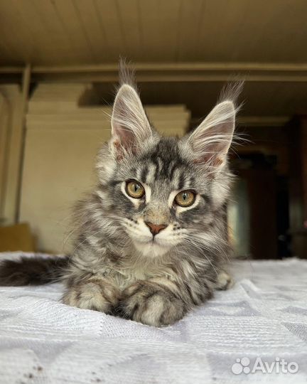 Котенок Мейн-кун