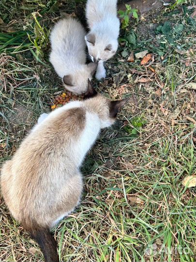 Сиамские котята