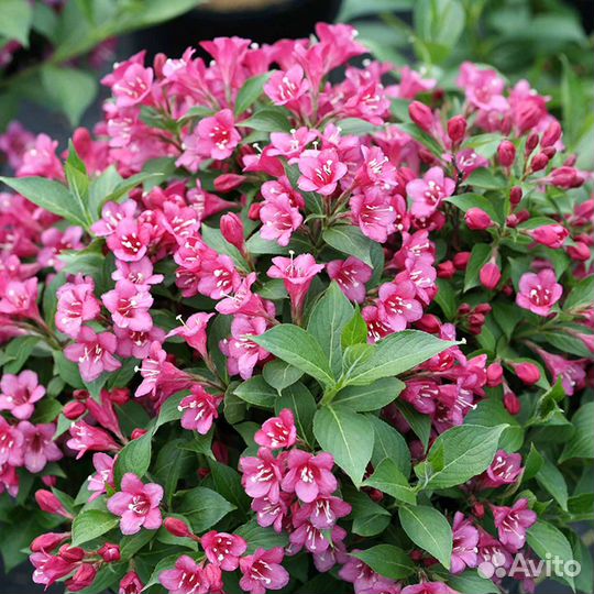 Саженцы декоративных кустарников