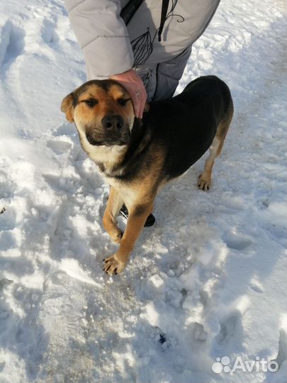 Собака в добрые руки