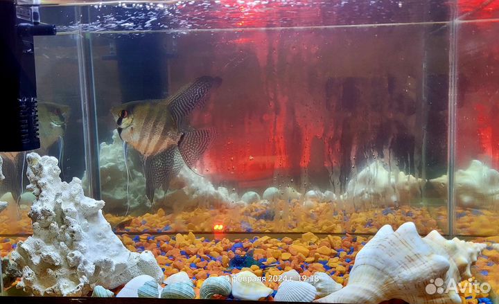Аквариум с рыбкой