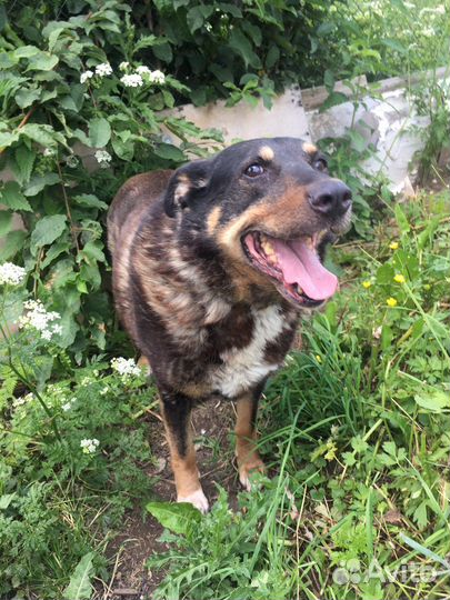 Жуля ищет дом