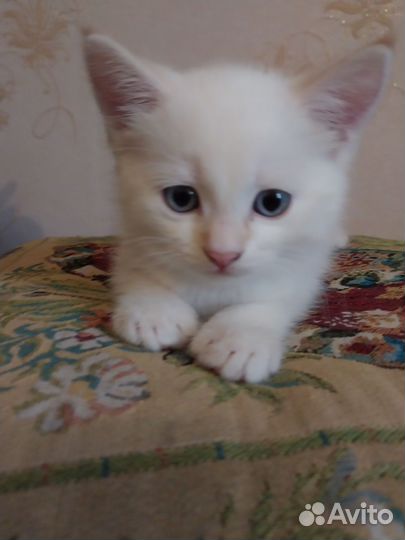 Котенок мальчик в дар