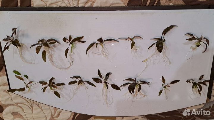 Аквариумные растения