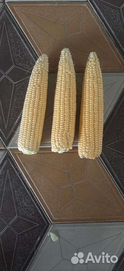 Сладкая кукуруза оптом