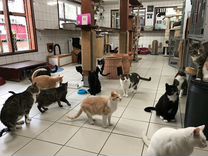 Коты и кошки из приюта