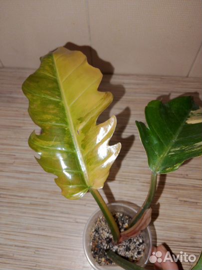 Филодендрон карамель