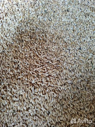 Зерно ячмень