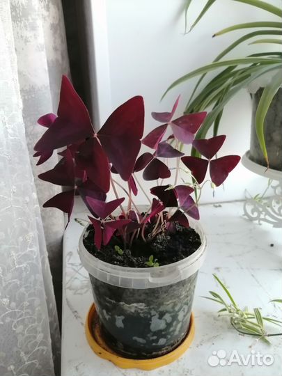 Комнатные цветы кислица