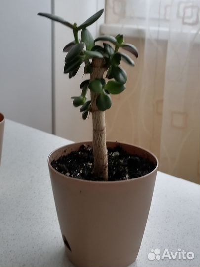 Денежное дерево (толстянка)