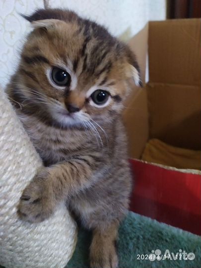 Шотландские котята