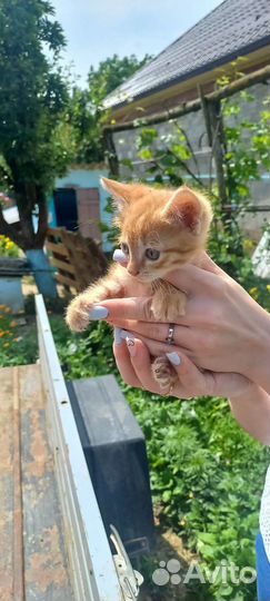 Отдам в хорошие руки