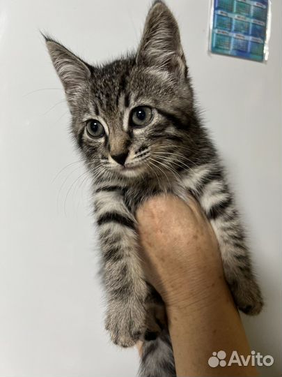 Котик в добрые руки