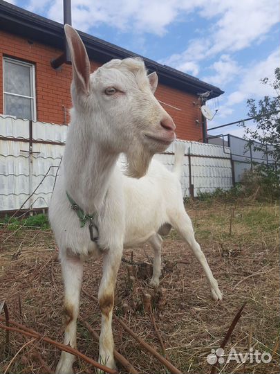 Козел вязка зааненский
