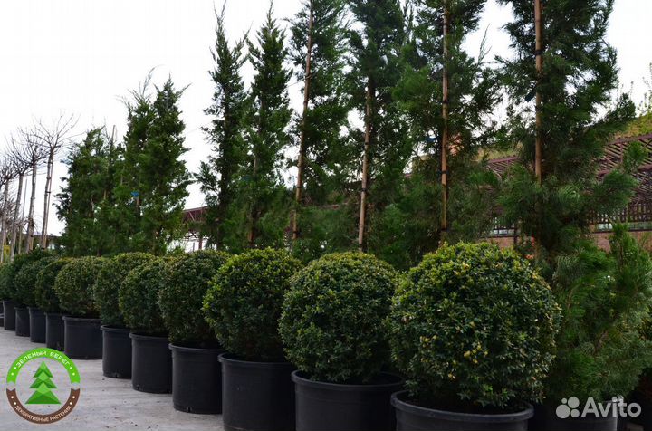 Самшит укорененный разных размеров в горшке