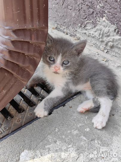 Котята ищут дом