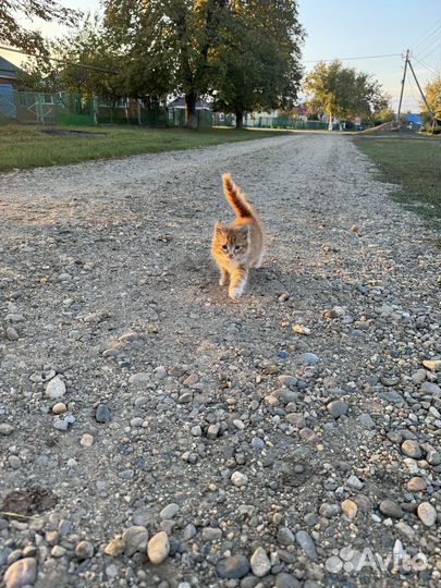 Котенок в добрые руки