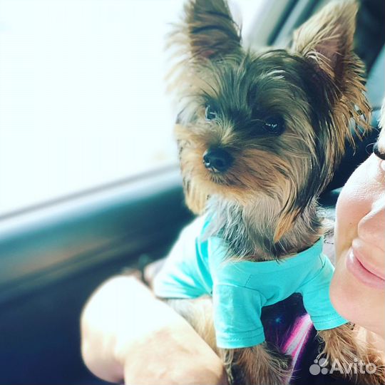 Йоркширский терьер