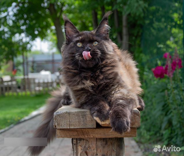 Мейн кун Бука