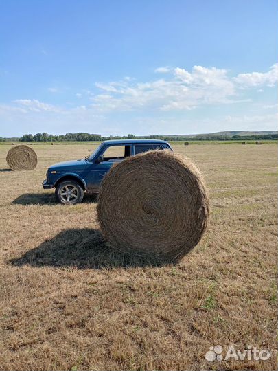 Продам сено в рулонах
